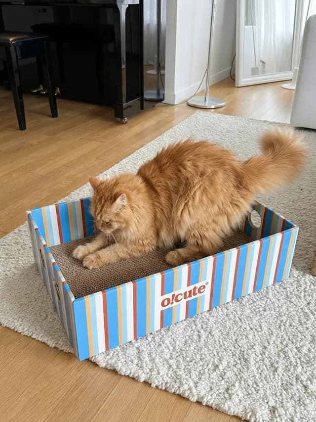3-in-1 Scratch Box