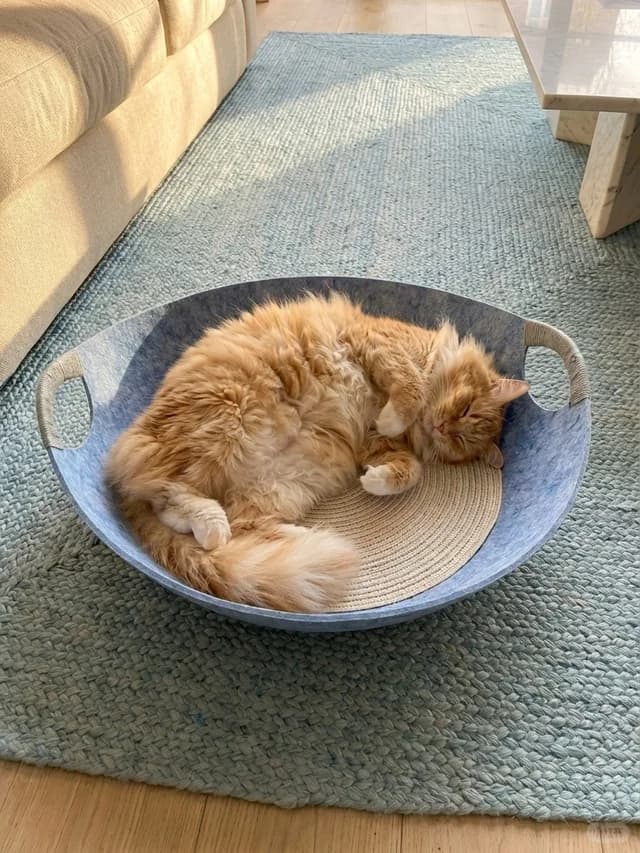 Happy cat in a cozy home