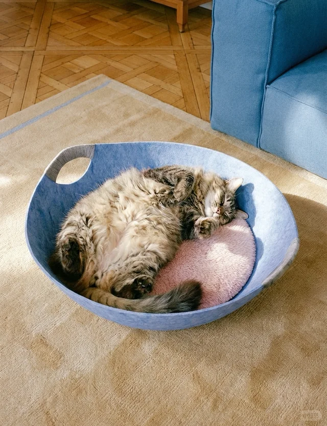 Cat sleeping in a cozy bowl bed