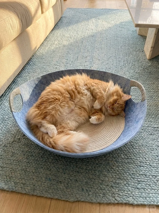 Happy cat in a cozy home